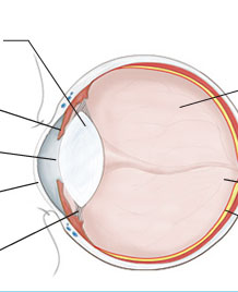 Anatomy of the eye